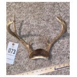 Deer Antlers