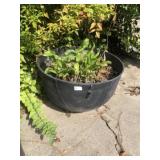 Vintage Cast Iron Washpot Flower Planter