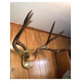 Vintage Mule Deer Antler Mount