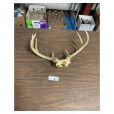 9pt Deer Antlers