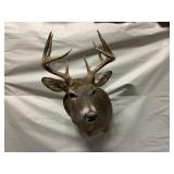 Whitetail Deer Mount