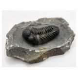 Moroccops Trilobite Fossil from Morocco 385 MYO