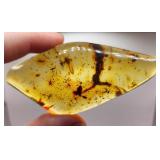 Dominican Insect Amber 20 MYO