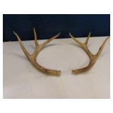 Set 10" Deer 4pt Antlers