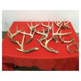 Deer antlers