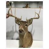 Deer mount