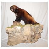 Scarce Full Body Wolverine Mount Taxidermy