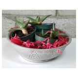 Live Plants x3 in Colander