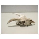 5" x 13.5" Sun Bleached Goat Skull See