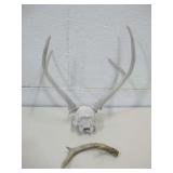 Antler Skull Cap W/Antler Piece See Info