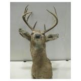 Deer Taxidermy Mount See Info