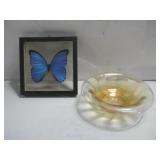 8" x 8" Framed Butterfly Specimen 9" x 2.5" See