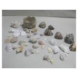 Collection Sea Shells Tallest 5"