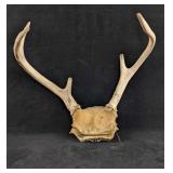 Six Pointer Buck Antlers