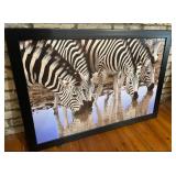 Large Framed Hanging Picture Zebras Drinking.