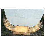 Mounted Bull Horns