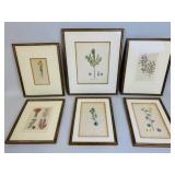 SET OF VERY EARLY BOTANICAL PRINTS