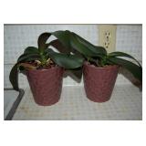 Pair Contempo Faux House Plants w/ Ceramic