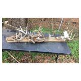 Several deer antlers