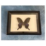 Papilio dailis andronious Butterfly Specimen