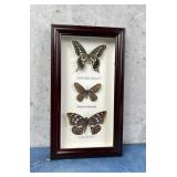 Butterfly Specimens In Frame Entomology