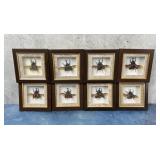 Japanese Rhinoceros Beetles In Frames Entomology