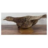 Montana Taxidermy Female Ringneck Pheasant